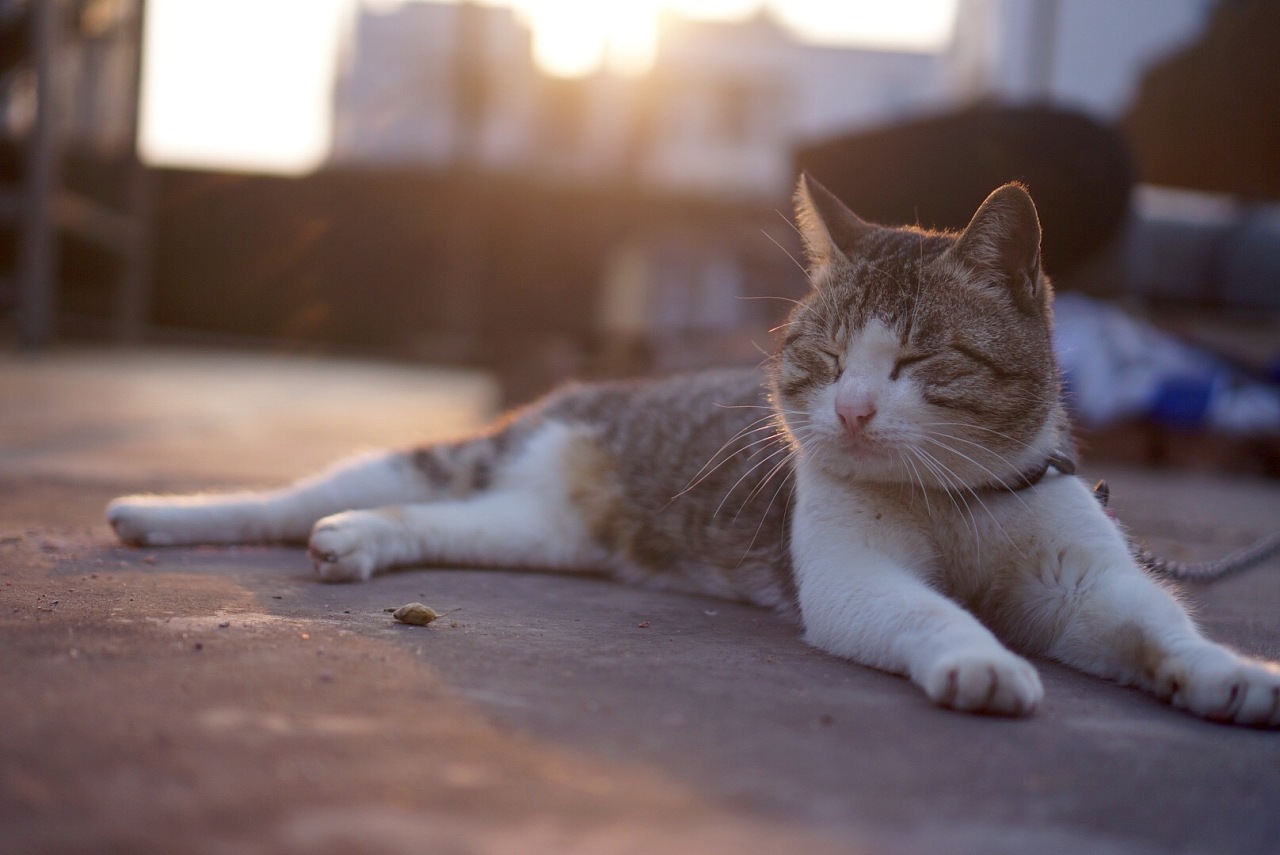 胖猫大黄的第一次外拍|摄影|宠物摄影|蓝色韵律 - 原创作品 - 站酷 (ZCOOL)