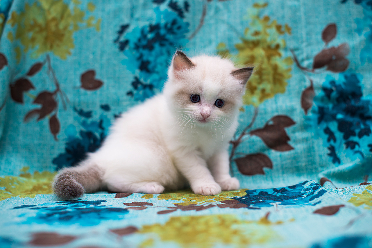 布偶猫满月照|摄影|动物|一猫爪拍死你 - 原创作品 - 站酷 (zcool)