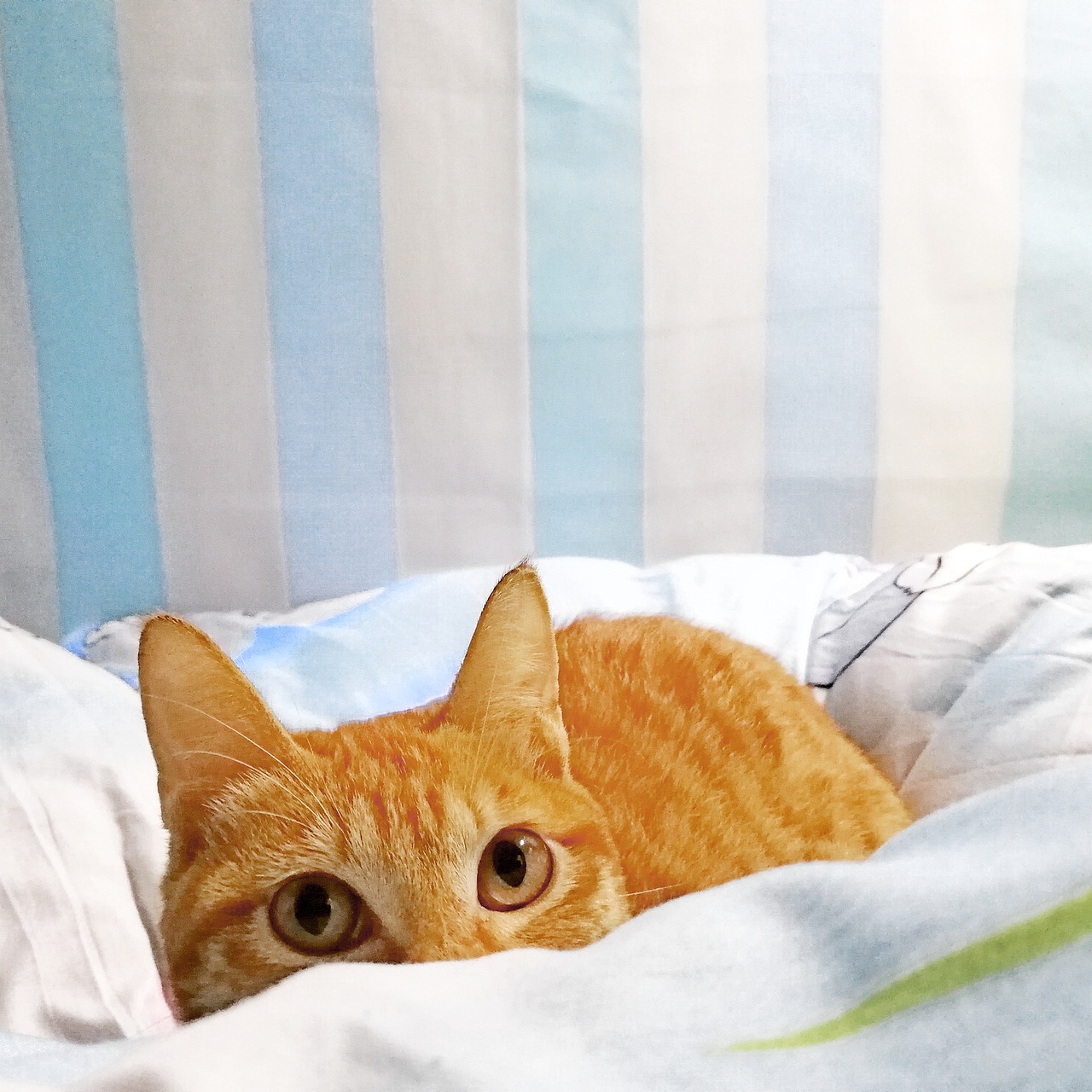 手机摄影(部分相机原片,手机后期)选集