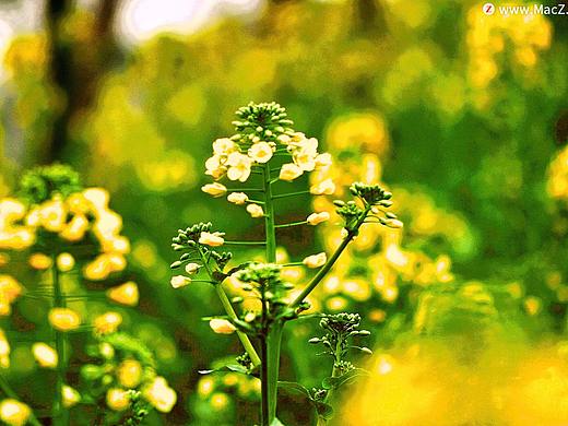 夏日暖色风格调色滤镜lut预设