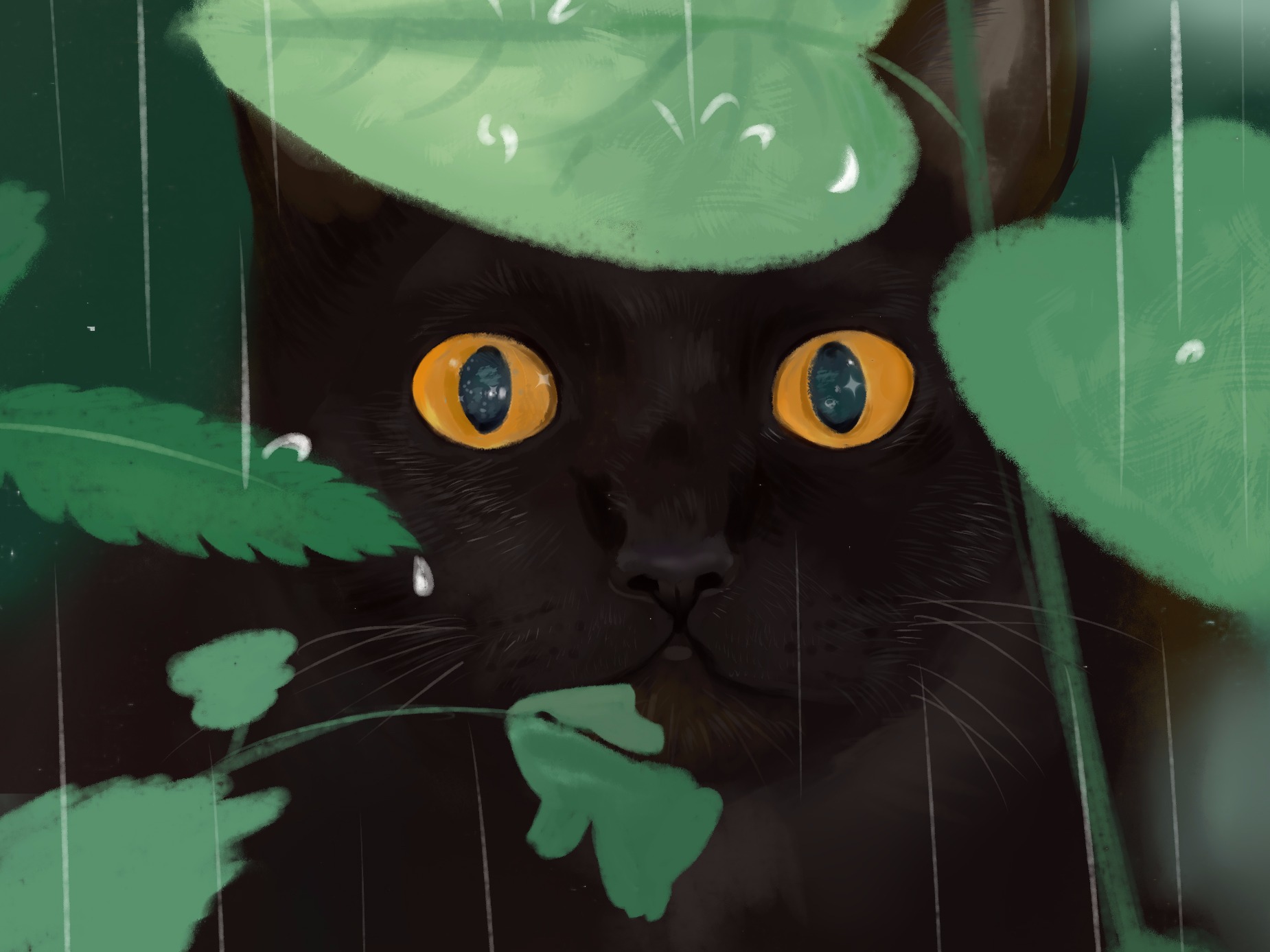 黑猫
