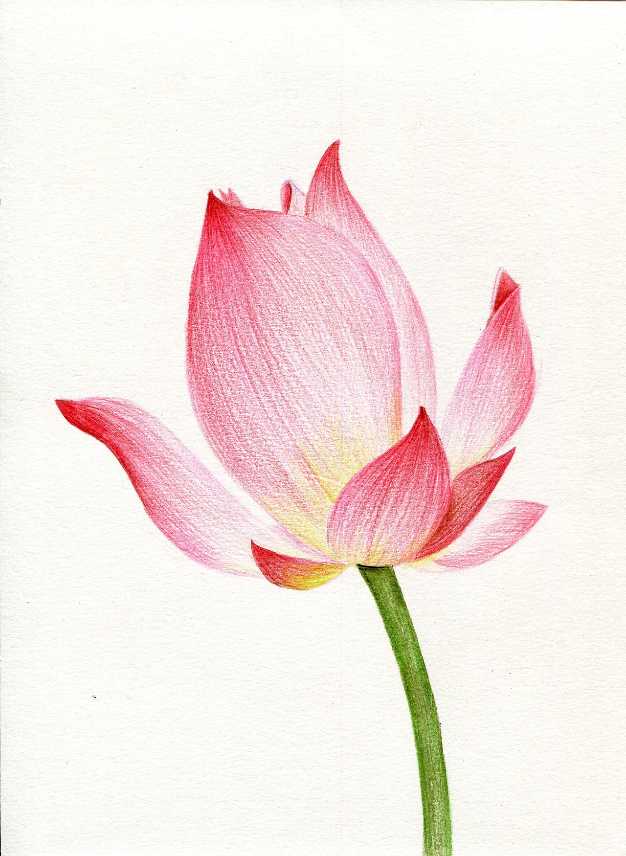 荷花（图ZMjQ2MjMzMjgw） - 绘画 - 站酷设计师可小萌kiko原创素材 - 站酷ZCOOL