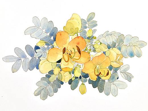 黄槐决明