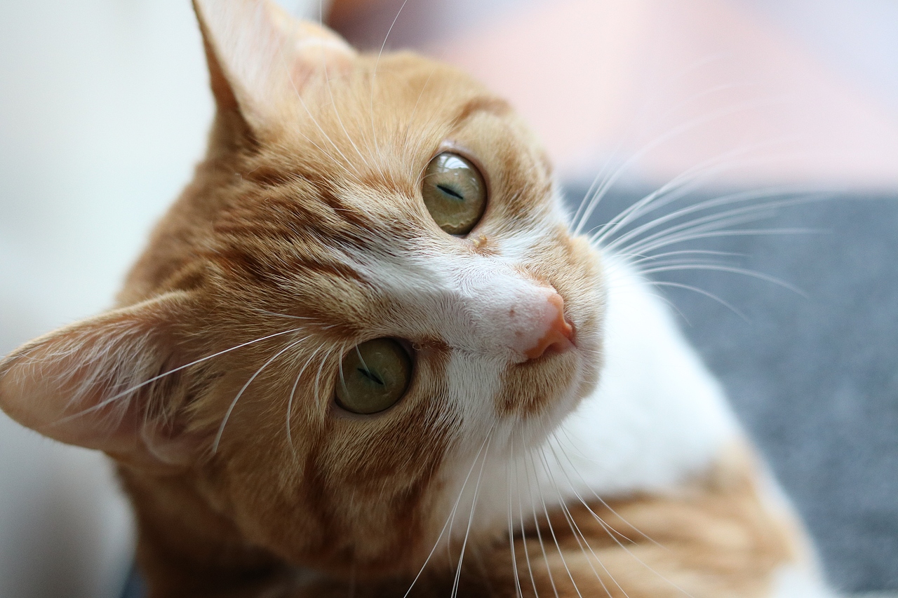 焦糖味的小喵不来一只嘛~