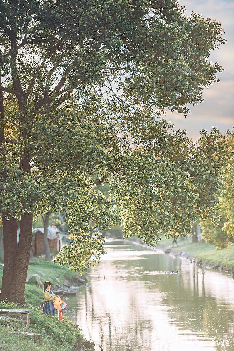 开满油菜花的田野