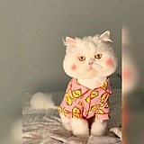 静怡设计的头像