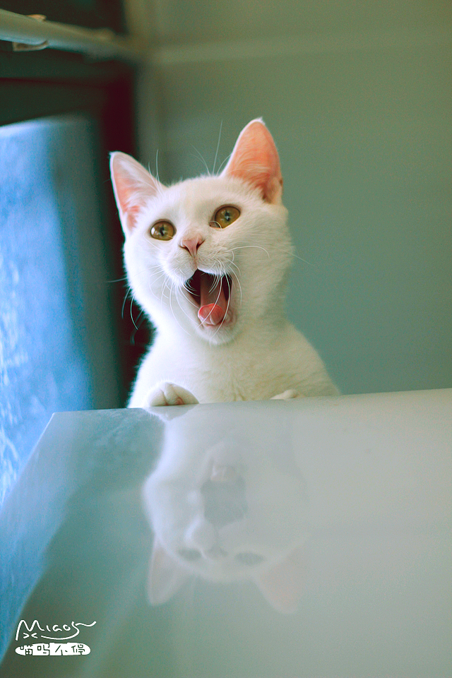 我和我的喵呜们（二）（图ZMTkzMzE5NDA=） - 宠物摄影 - 站酷设计师喵呜不停原创素材 - 站酷ZCOOL