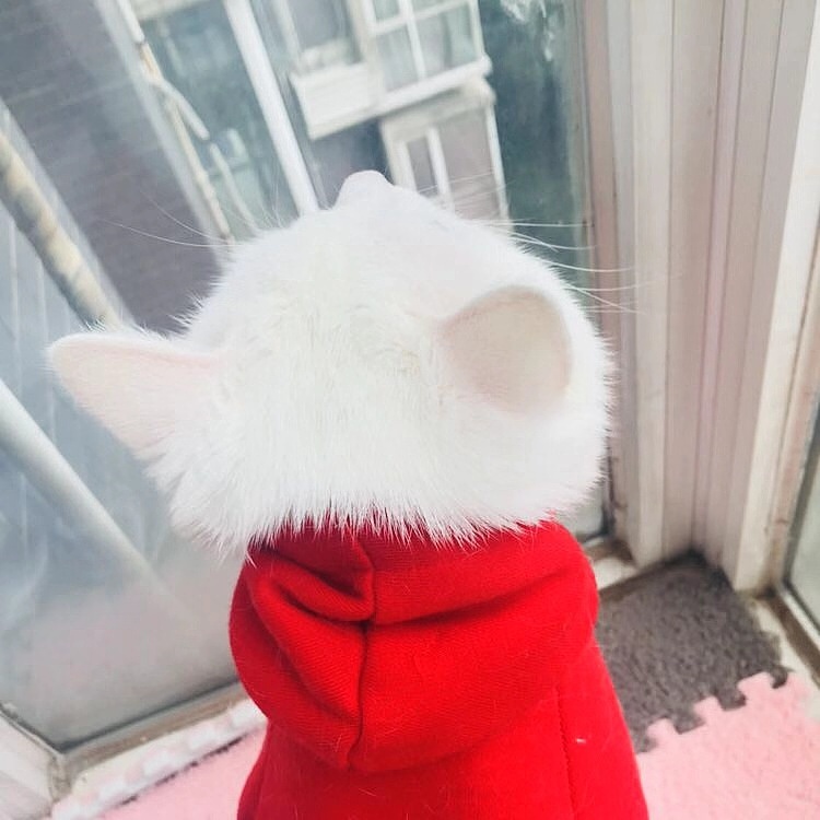 一只總被問什么品種的田園貓-貓-照片（圖ZMTgyNjYyNzk2） - 寵物攝影 - 站酷設計師月餅和我原創(chuàng)素材 - 站酷ZCOOL