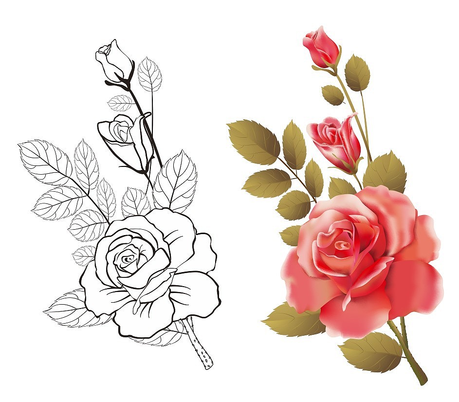 玫瑰 手绘