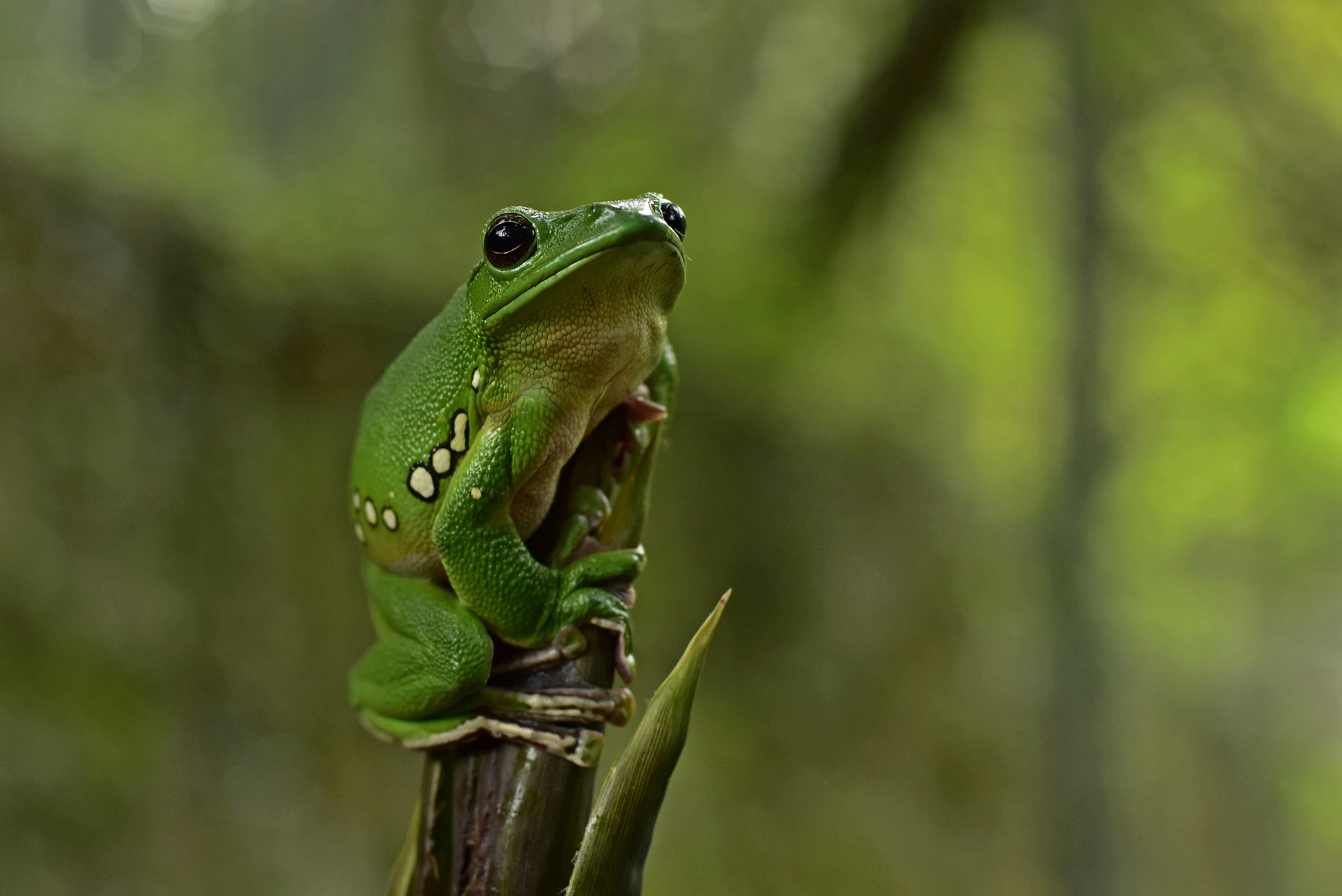 杭州的大泛树蛙