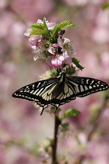 【摄影】那些它－猫－蝶－花（图ZNTkwNDY2MA==） - 风光摄影 - 站酷设计师naza原创素材 - 站酷ZCOOL