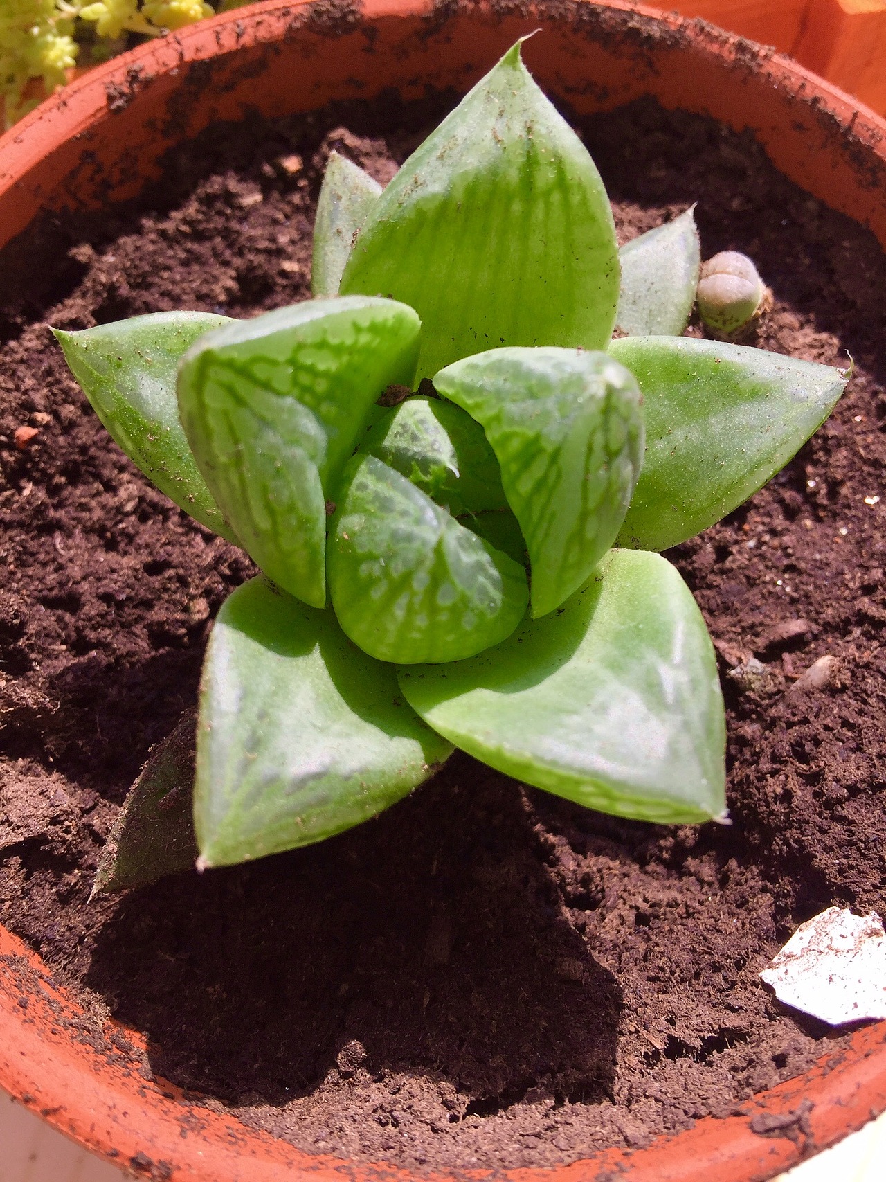 彩铅多肉__草玉露