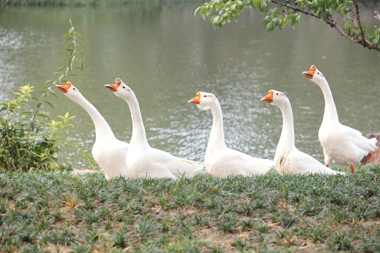 烟花三月下扬州!