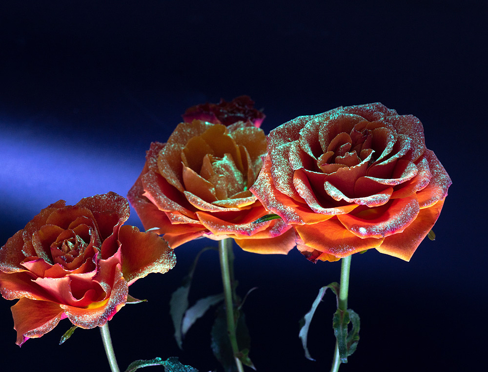 绽影像之《后花园之夜》（图ZMTQ3MjE5MjQ0） - 产品摄影 - 站酷设计师陈绽原创素材 - 站酷ZCOOL