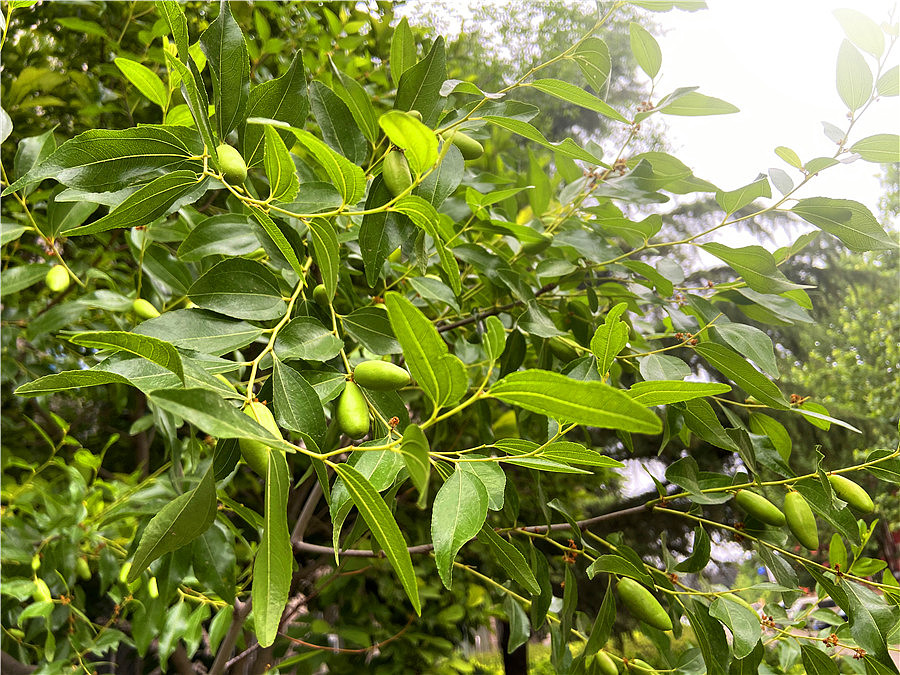 刘勇良手机纪实摄影：又是一个丰收年