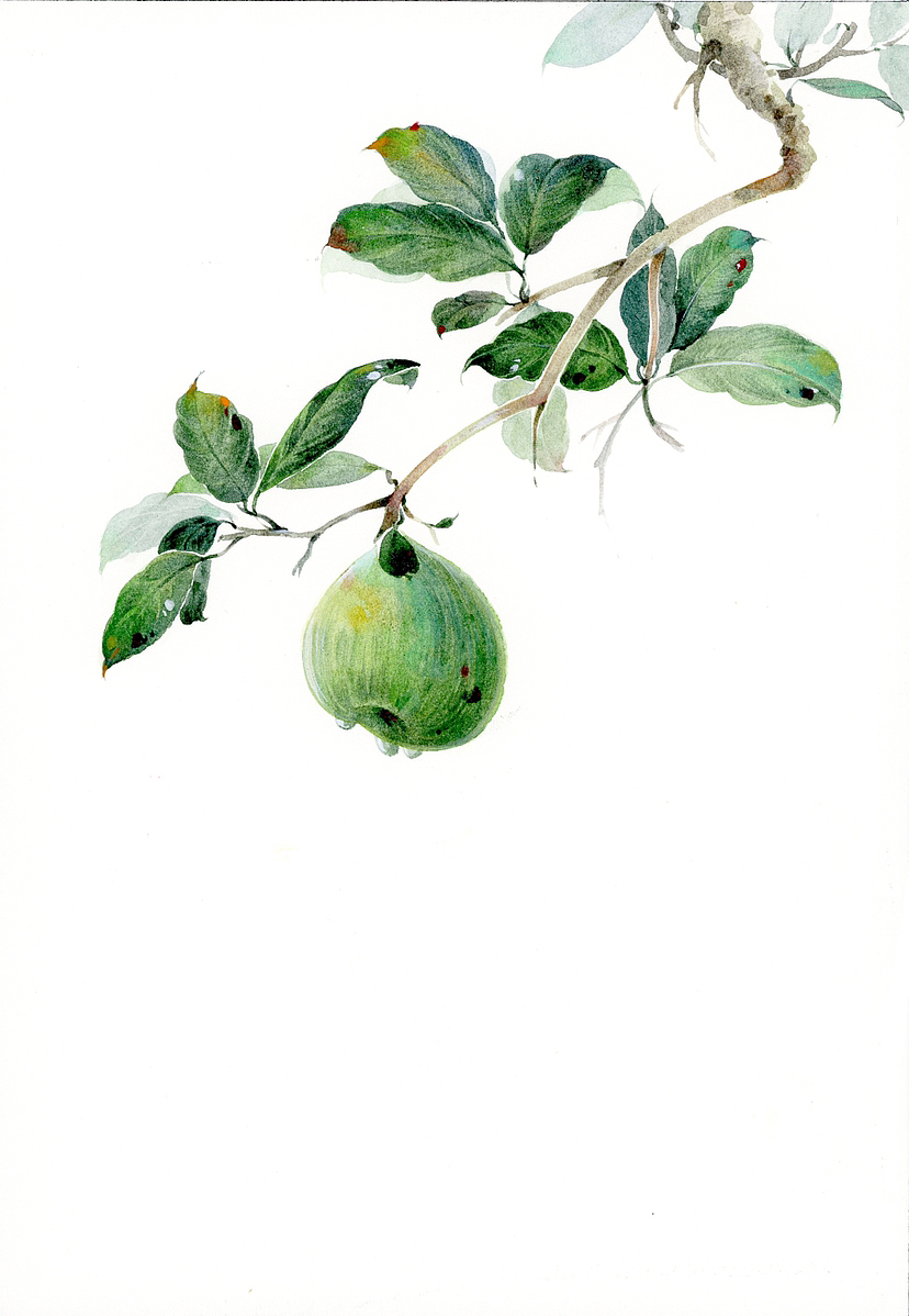 水彩作品——水彩小清新,水彩花卉_猫耳插画-站酷zcool