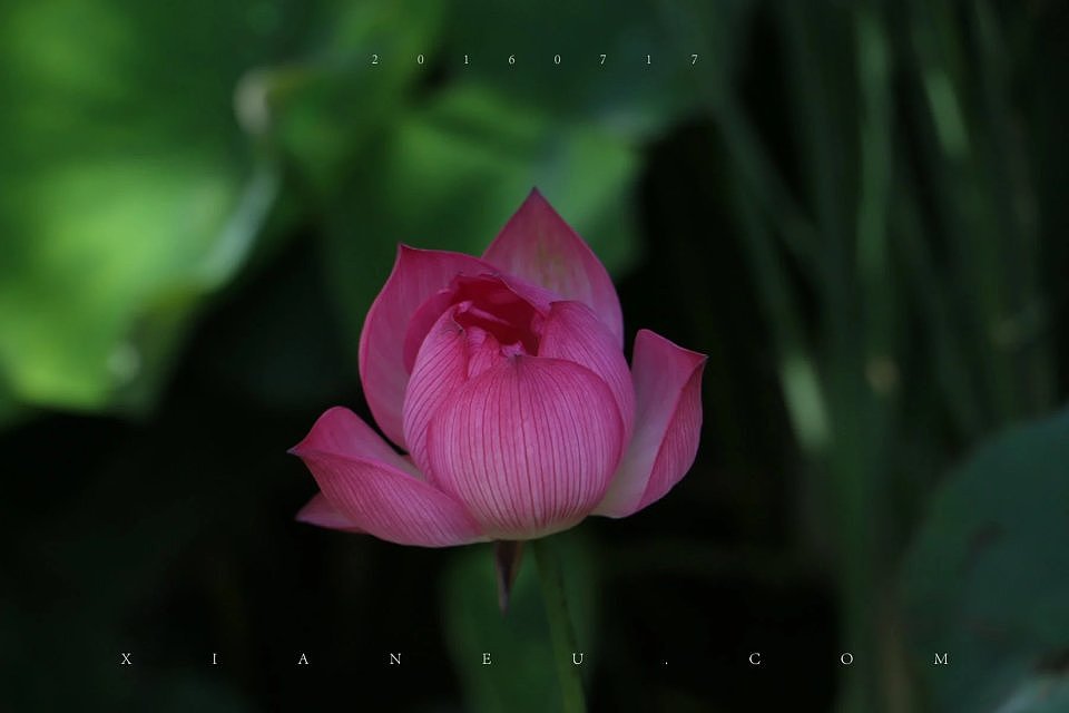 翠湖-荷花-20160717________________