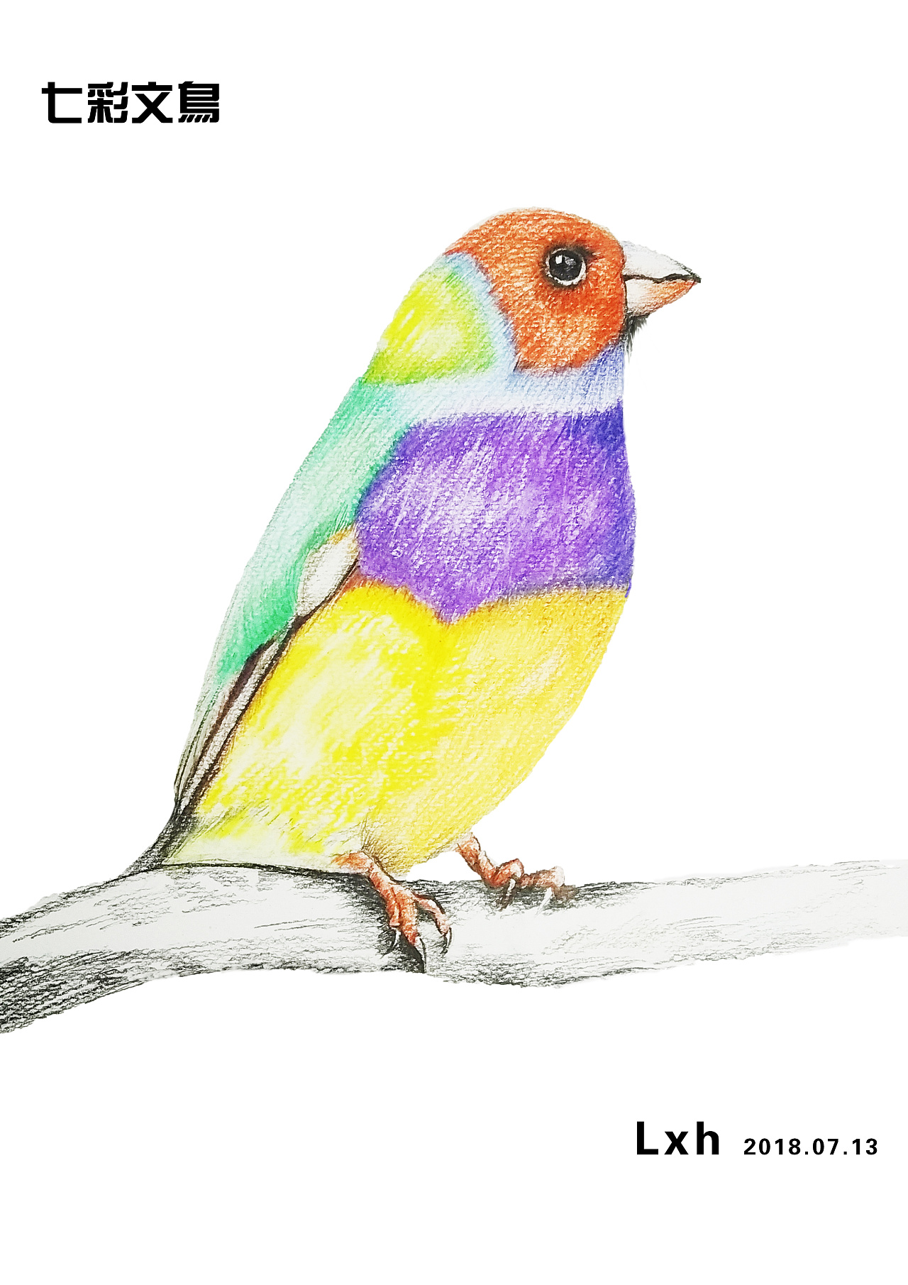 彩铅 七彩文鸟