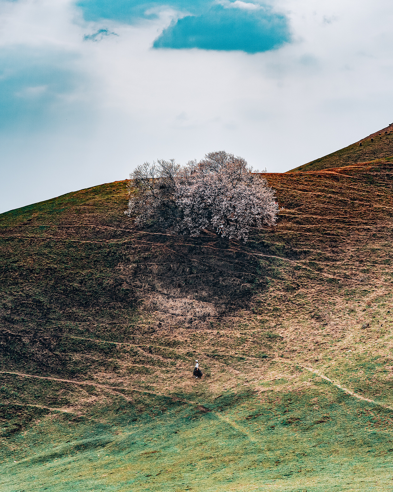 杏花沟里有杏花