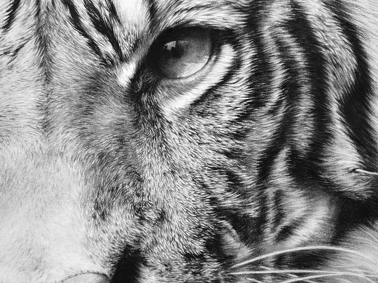 虎年來只猛虎（圖ZMjg1MDY3NzI0） - 繪畫 - 站酷設(shè)計(jì)師浩軒手繪原創(chuàng)素材 - 站酷ZCOOL