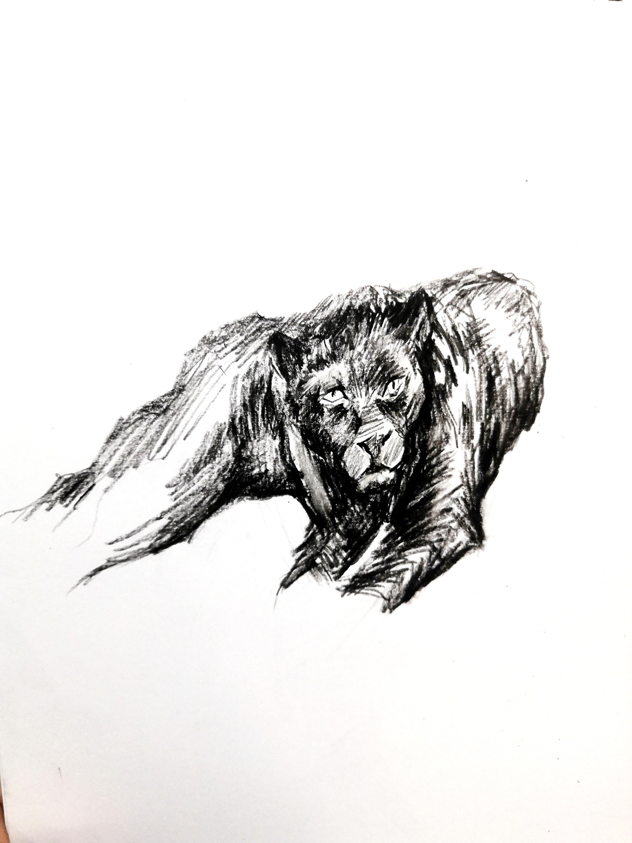 狮鸢动物速写