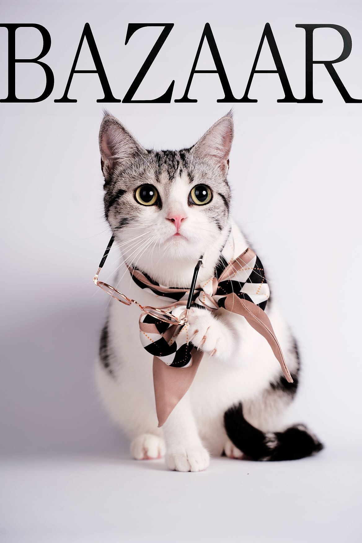 12月猫猫狗狗合集