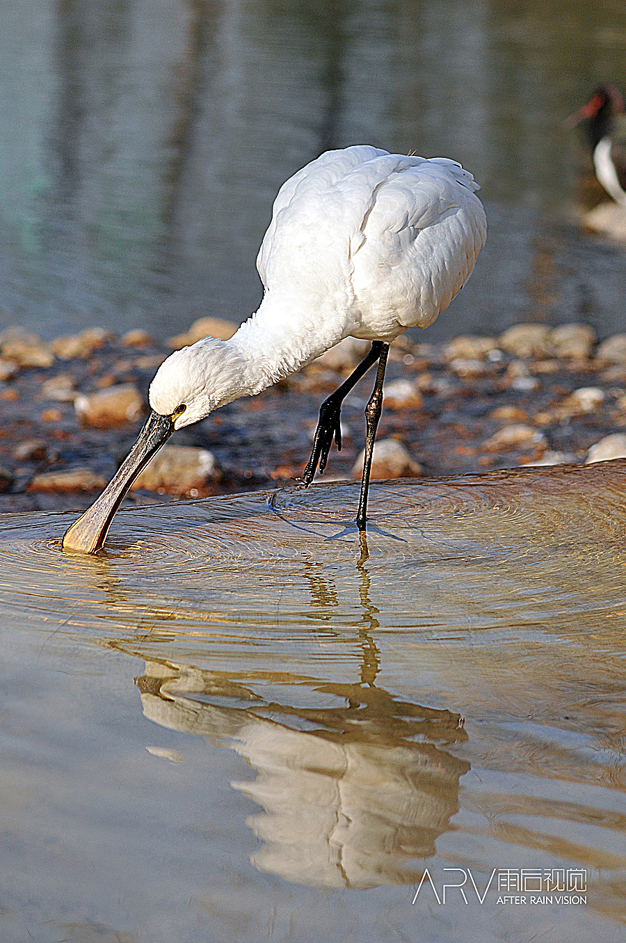 没事干~~噹类个噹~~~（图ZMjI4OTA5Ng==） - 风光摄影 - 站酷设计师ARV雨后视觉原创素材 - 站酷ZCOOL