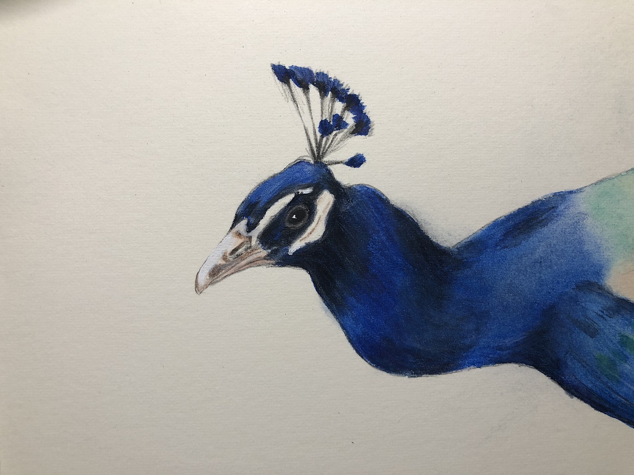 水彩蓝孔雀