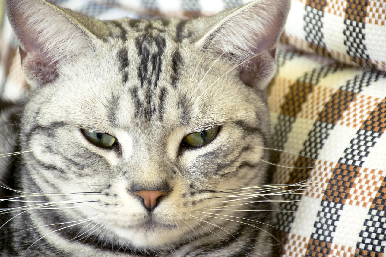 猫咪摄影（图ZODE1MzA2NDg=） - 宠物摄影 - 站酷设计师su北原创素材 - 站酷ZCOOL