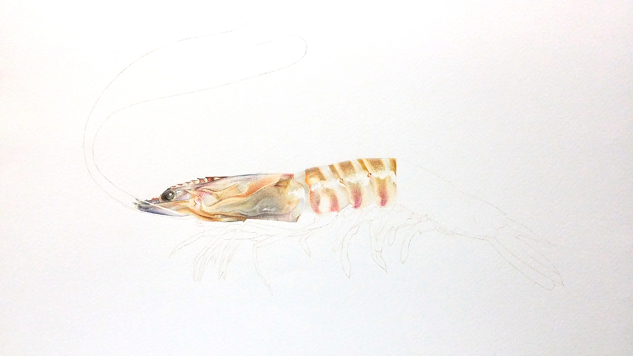 彩铅插画—老虎虾（图ZMjk5OTEyNzI=） - 绘画 - 站酷设计师面包超人zZ原创素材 - 站酷ZCOOL