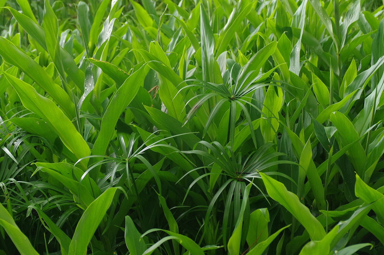 户外摄影--厦门摄影（鼓浪屿、植物园）（图ZNTc4Mzc3MzI=） - 环境/建筑摄影 - 站酷设计师今天能喝咖啡了吗原创素材 - 站酷ZCOOL