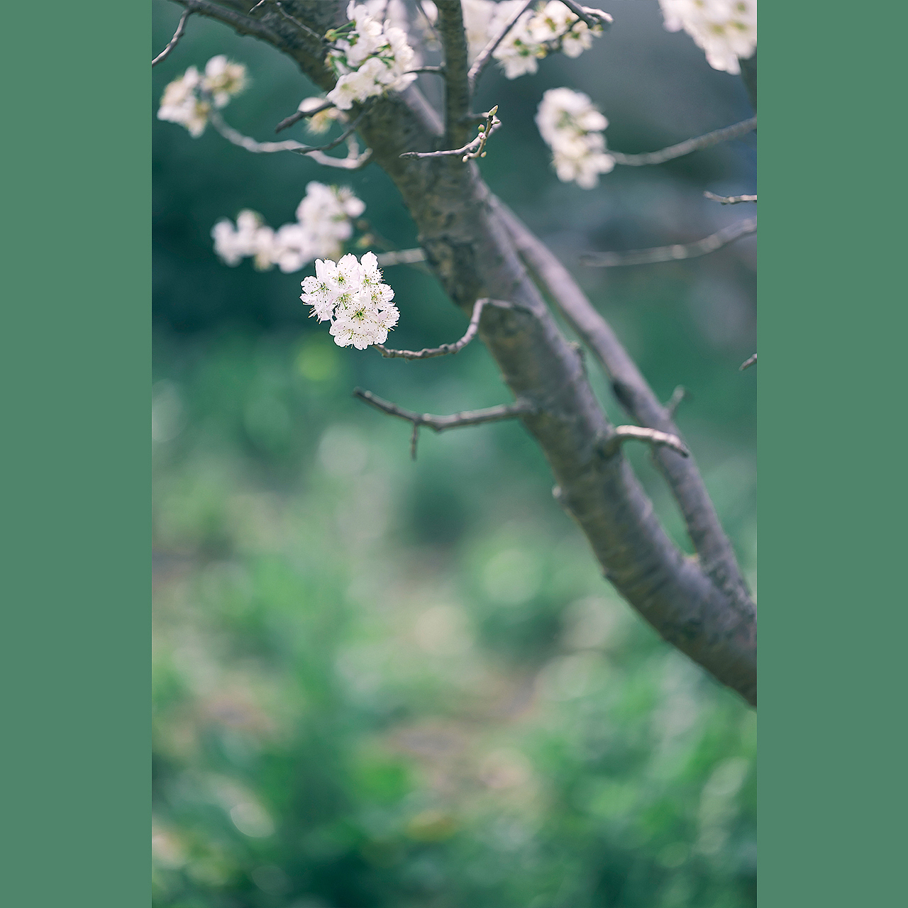 皎月照芳树,鲜葩含素辉。