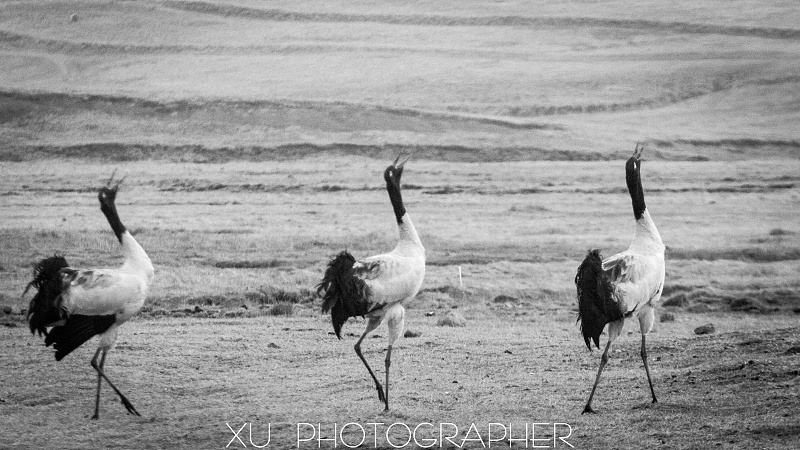 昭通大山包——黑颈鹤