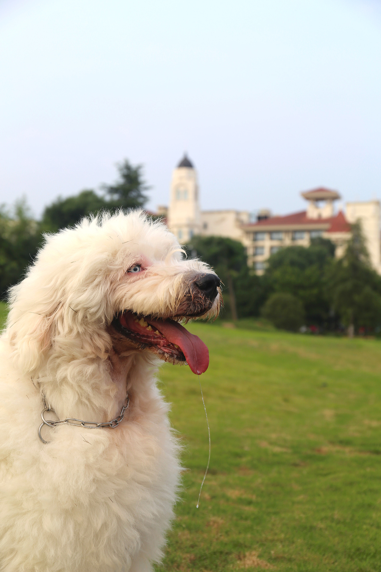 他五岁了（图ZNjUwMjQwNDg=） - 宠物摄影 - 站酷设计师芥末小E原创素材 - 站酷ZCOOL