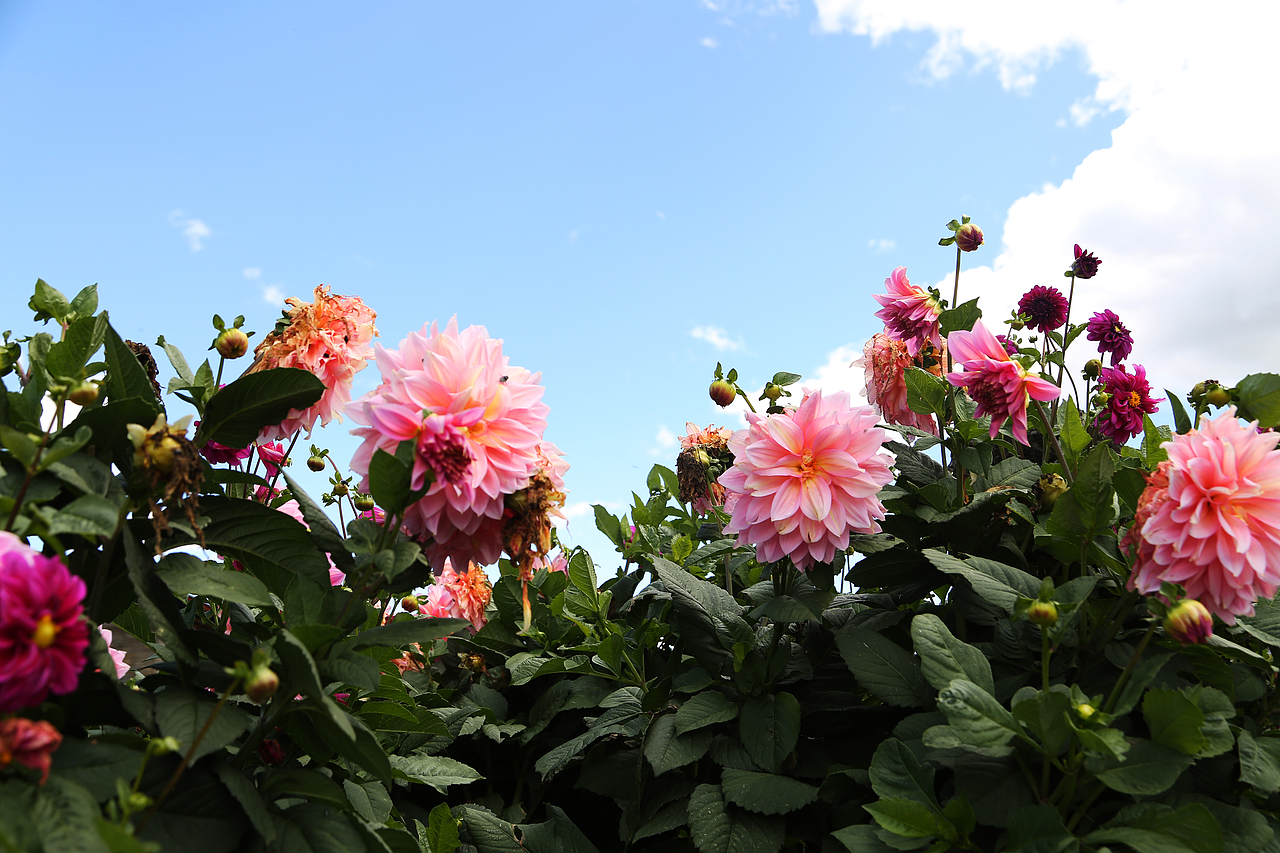 四川甘孜风光（图ZNDk5NTgwNDg=） - 风光摄影 - 站酷设计师洛克桑塔纳原创素材 - 站酷ZCOOL