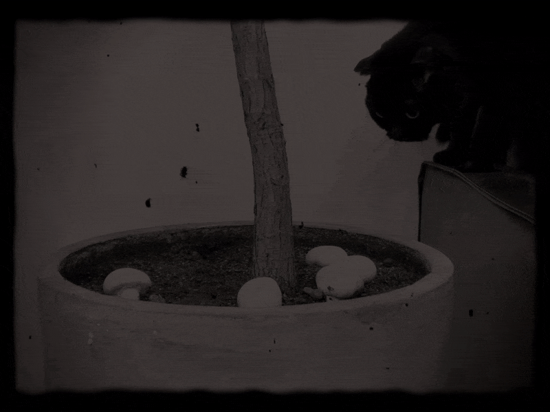 2022 KASAKII 新年礼物 | 祝你有个「菇得来福」