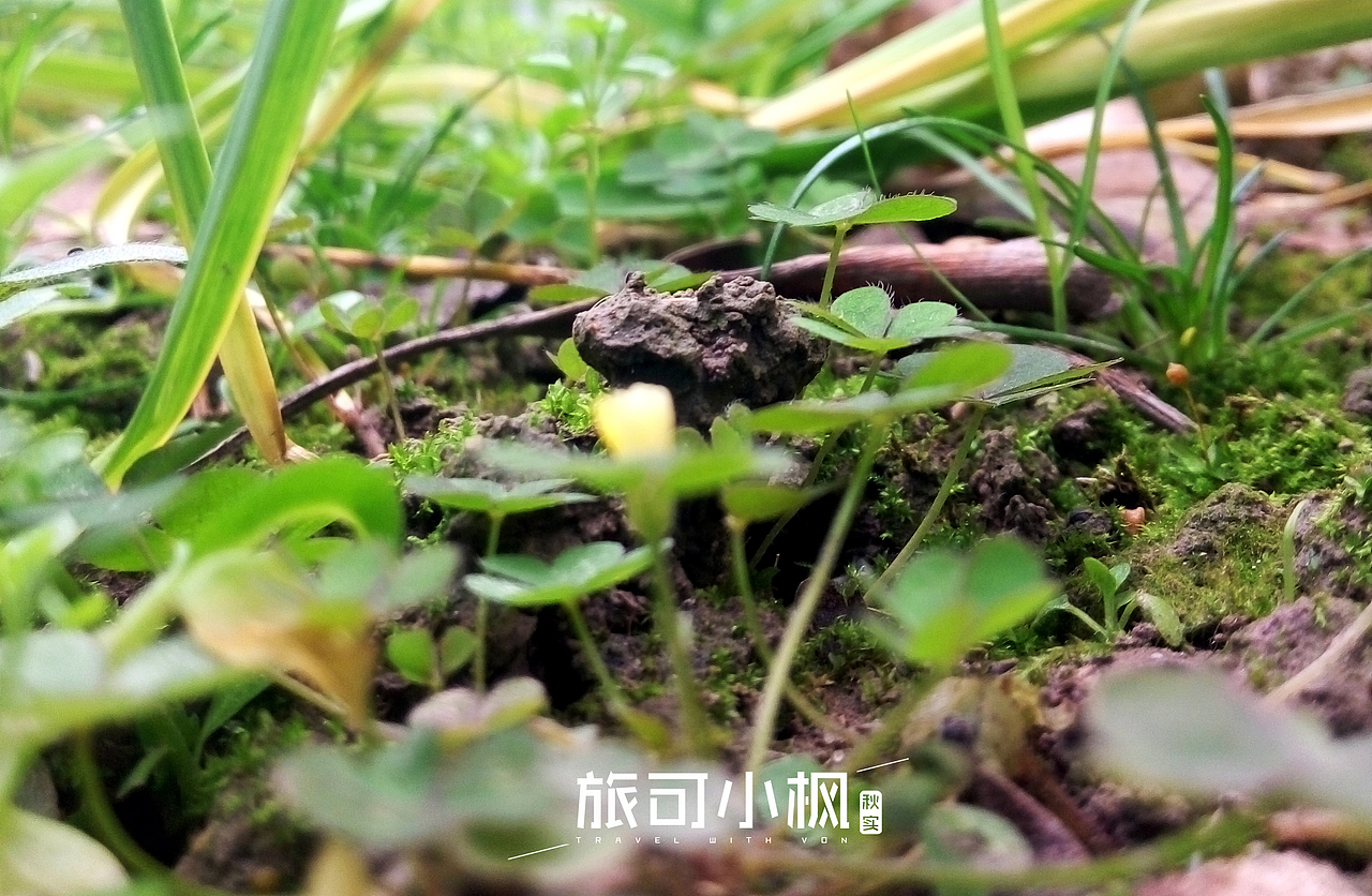 春华秋实,秋天的华美转身,周末用手机摄影拍下身边的美