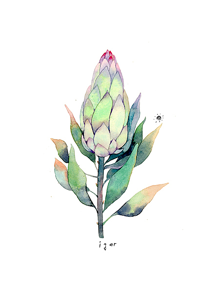 《植物物语》一组花草水彩手绘插画