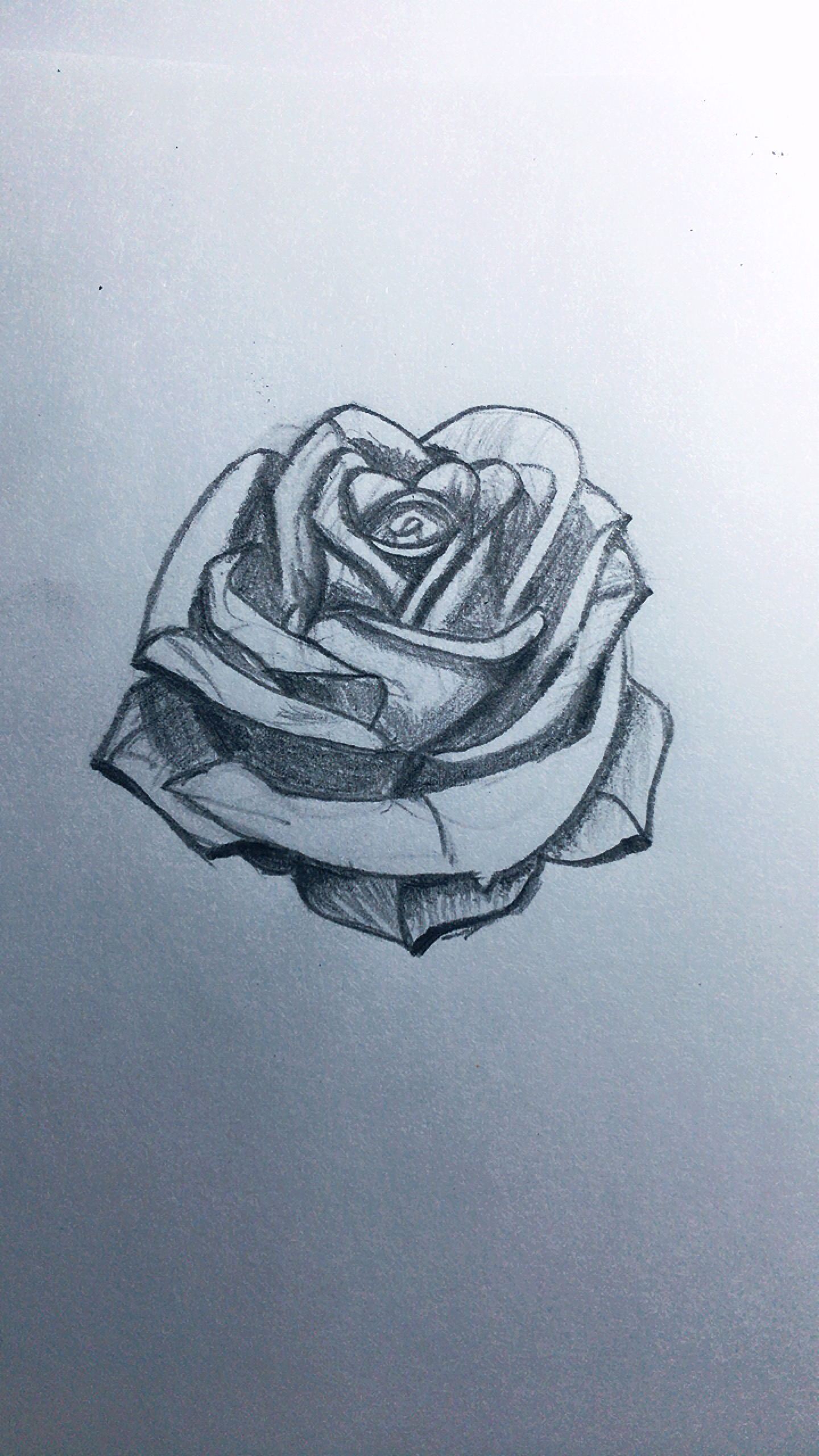 玫瑰铅笔画 简单图片