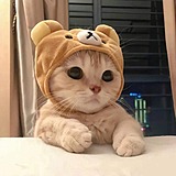 小点点大西瓜的头像