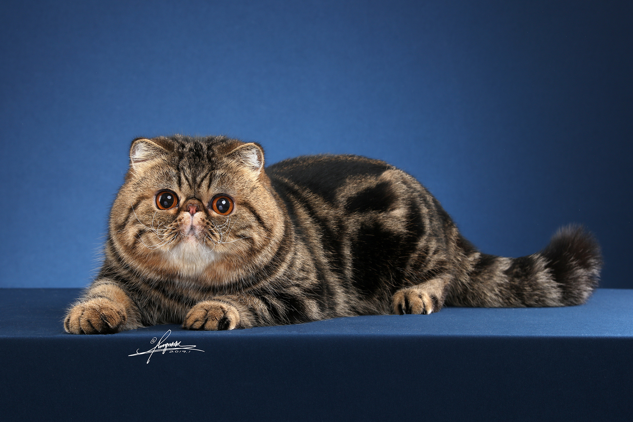 一只可爱的加菲猫|摄影|动物|小尾巴照相馆 - 原创作品 - 站酷 (ZCOOL)