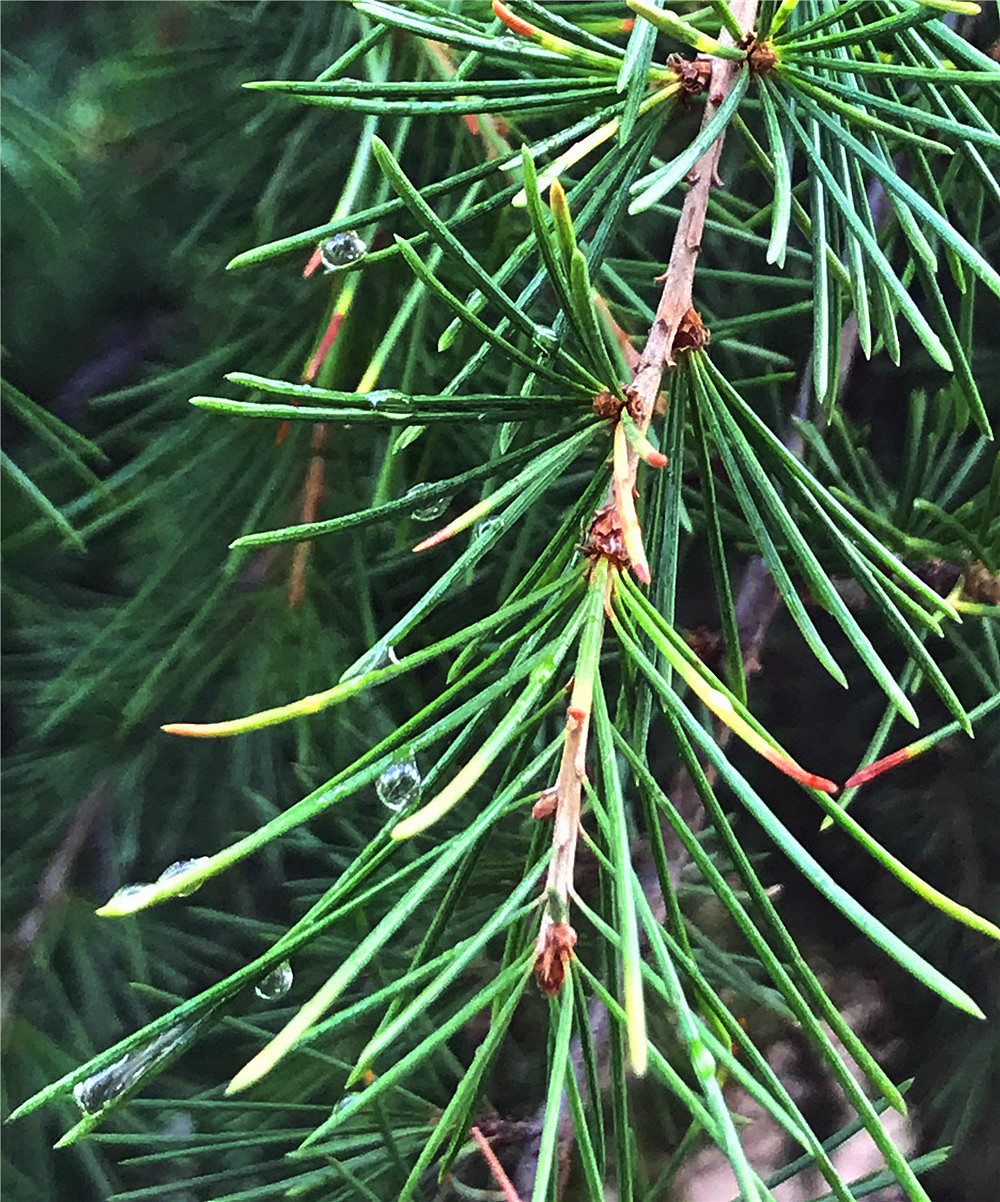 刘勇良手机纪实摄影:松糖挂满了枝头