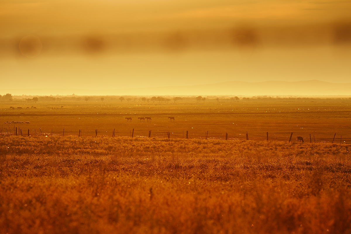 呼伦贝尔大旱 牧民都哭了 草原风光还是依旧美
