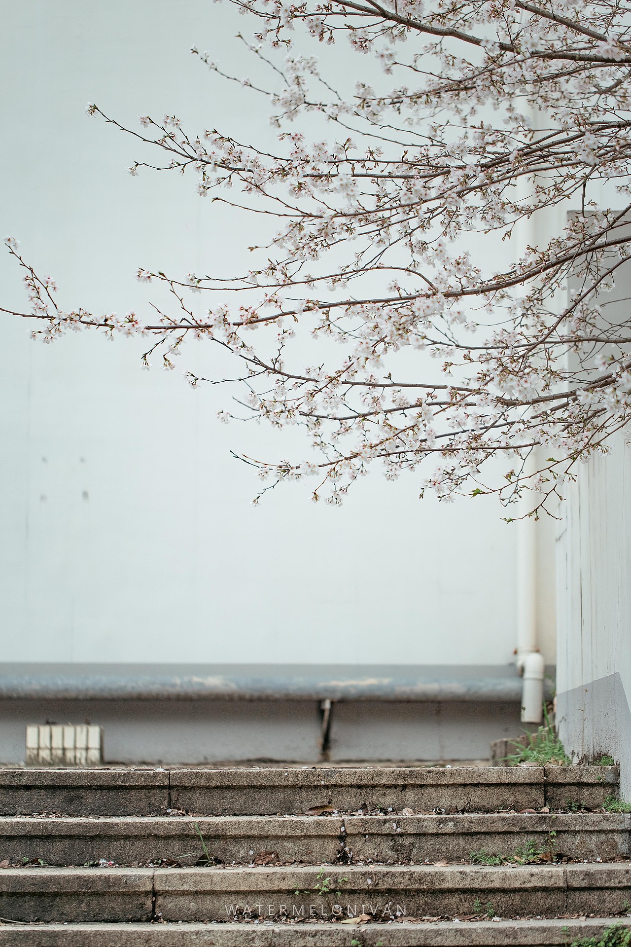 珞山樱（图ZMTA5NzUwMjA0） - 风光摄影 - 站酷设计师西瓜不要太郎原创素材 - 站酷ZCOOL