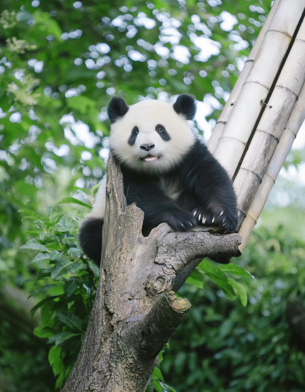 在成都生活四年了第一次到熊猫基地萌翻了