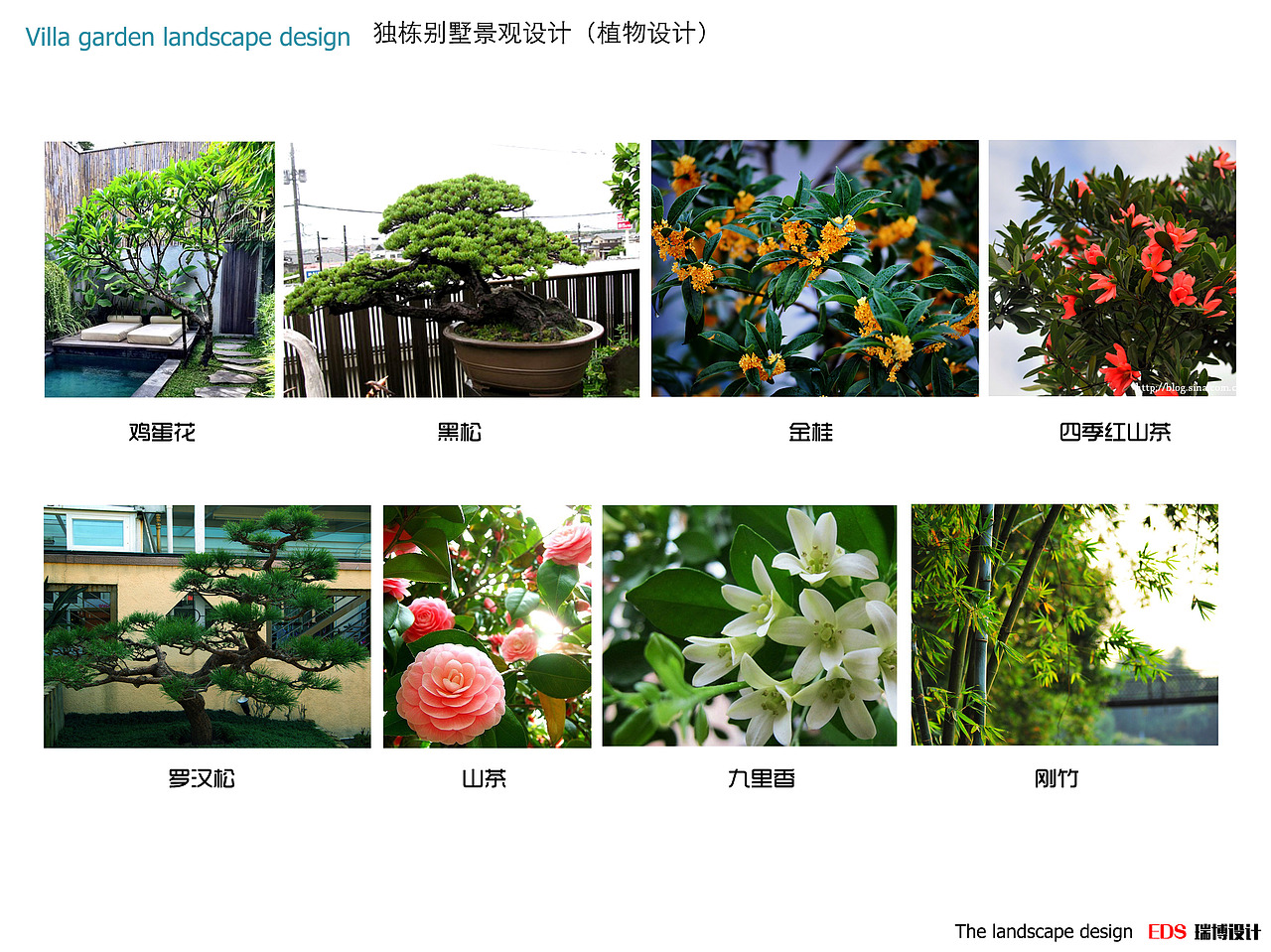 深圳欢乐海岸.蓝楹湾