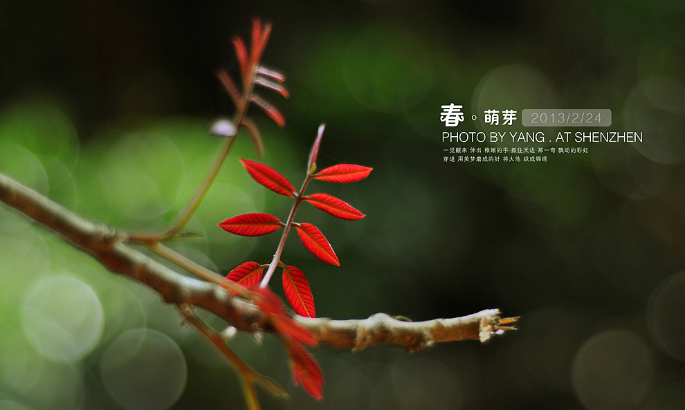 春·萌芽（图ZODQyMzUwMA==） - 风光摄影 - 站酷设计师szuedu2005原创素材 - 站酷ZCOOL