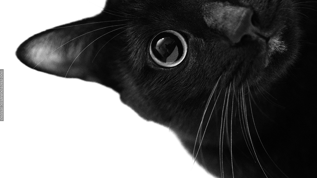 我猜我们见过面.恩?【动物摄影师何某某个人作品2】