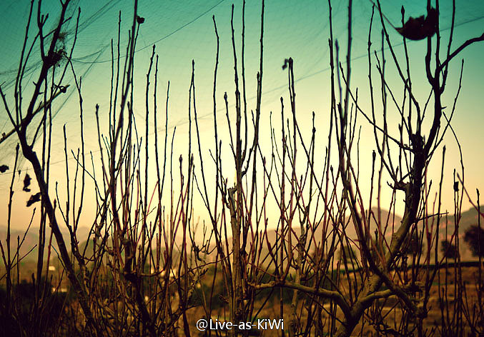 和风冬日（图ZNDcyMzc3Mg==） - 其他摄影 - 站酷设计师AsKiWi原创素材 - 站酷ZCOOL