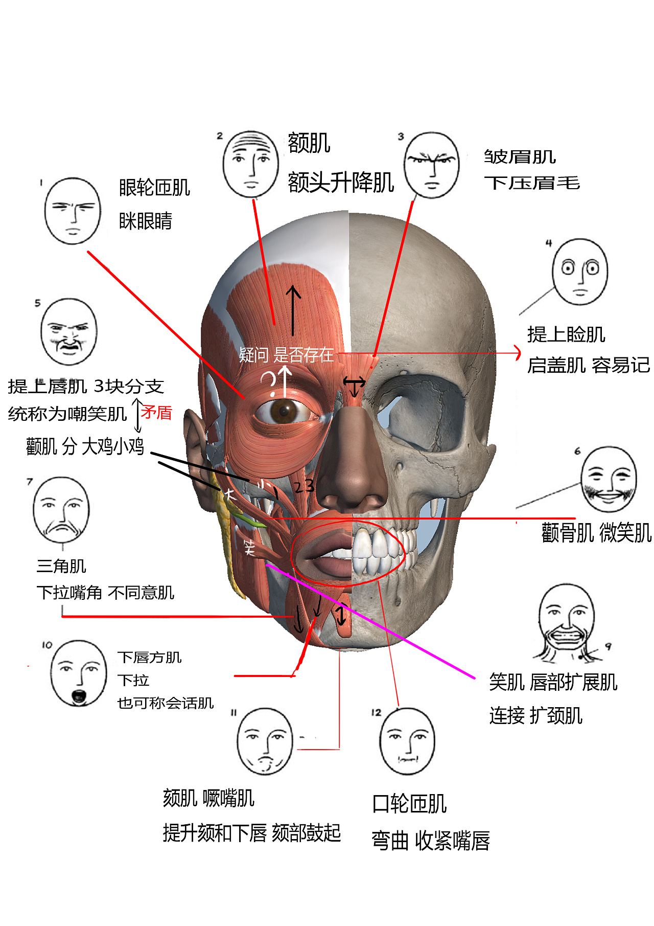脸部肌肉分布图解图片